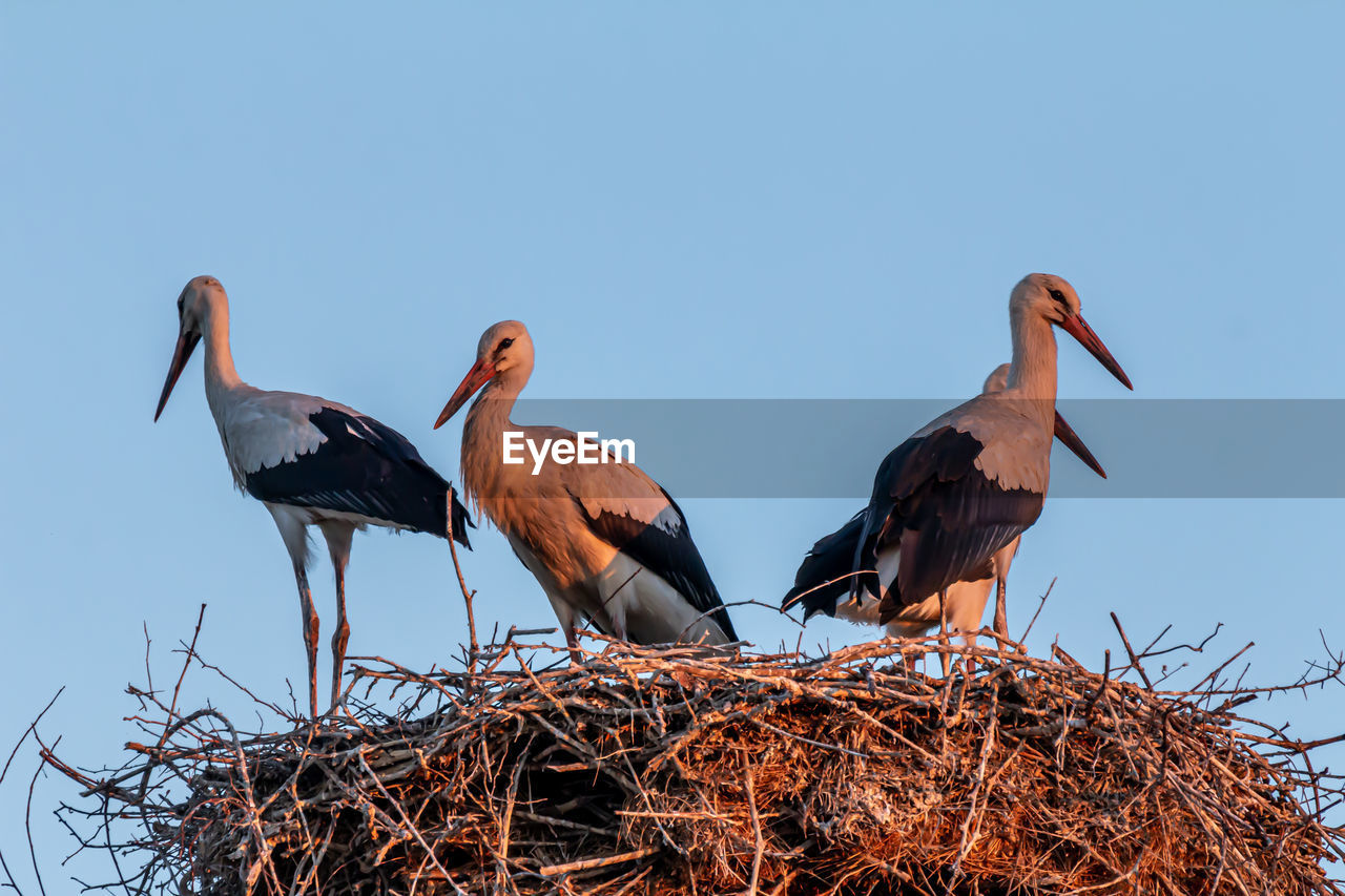 LOW ANGLE VIEW OF BIRDS IN NEST AGAINST CLEAR SKY