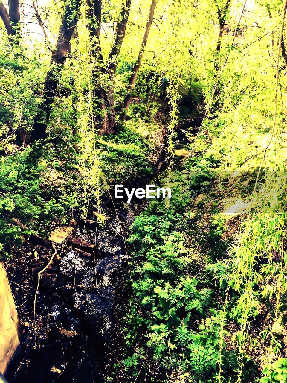 VIEW OF TREES IN THE FOREST