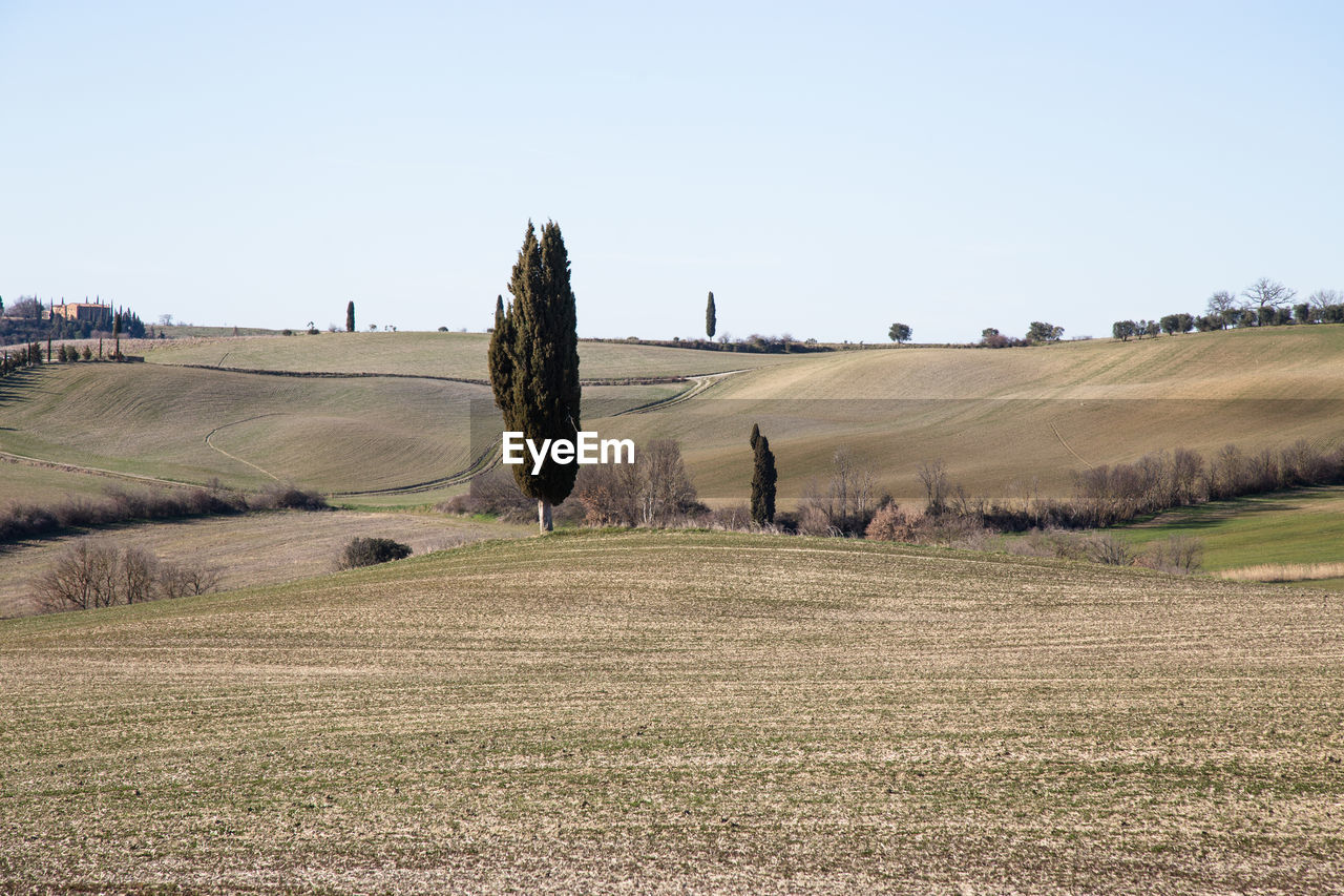 SCENIC VIEW OF FARM AGAINST CLEAR SKY