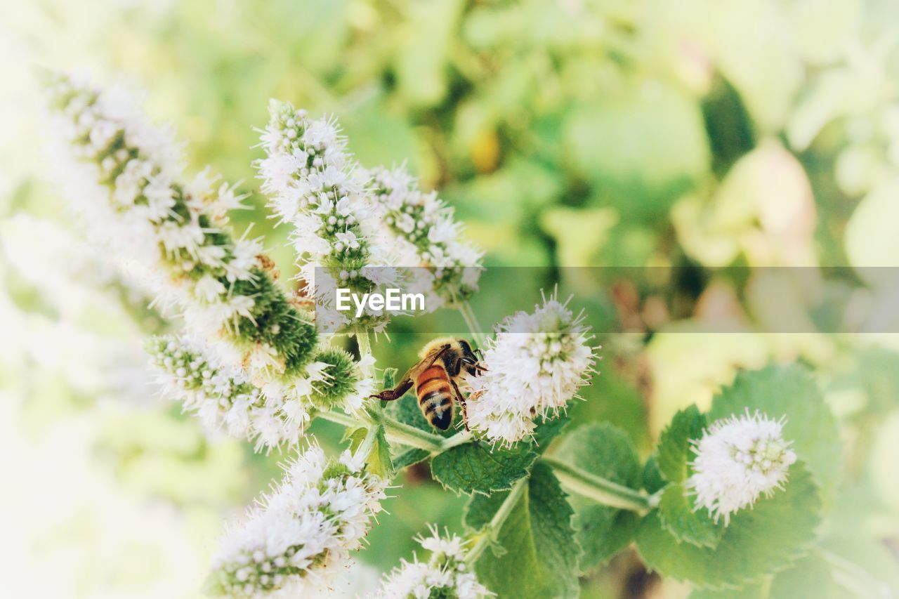 CLOSE-UP OF HONEY BEE ON FLOWER