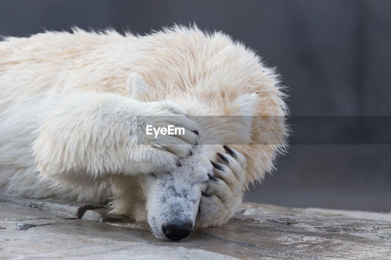 Polar bear lying on rock at zoo