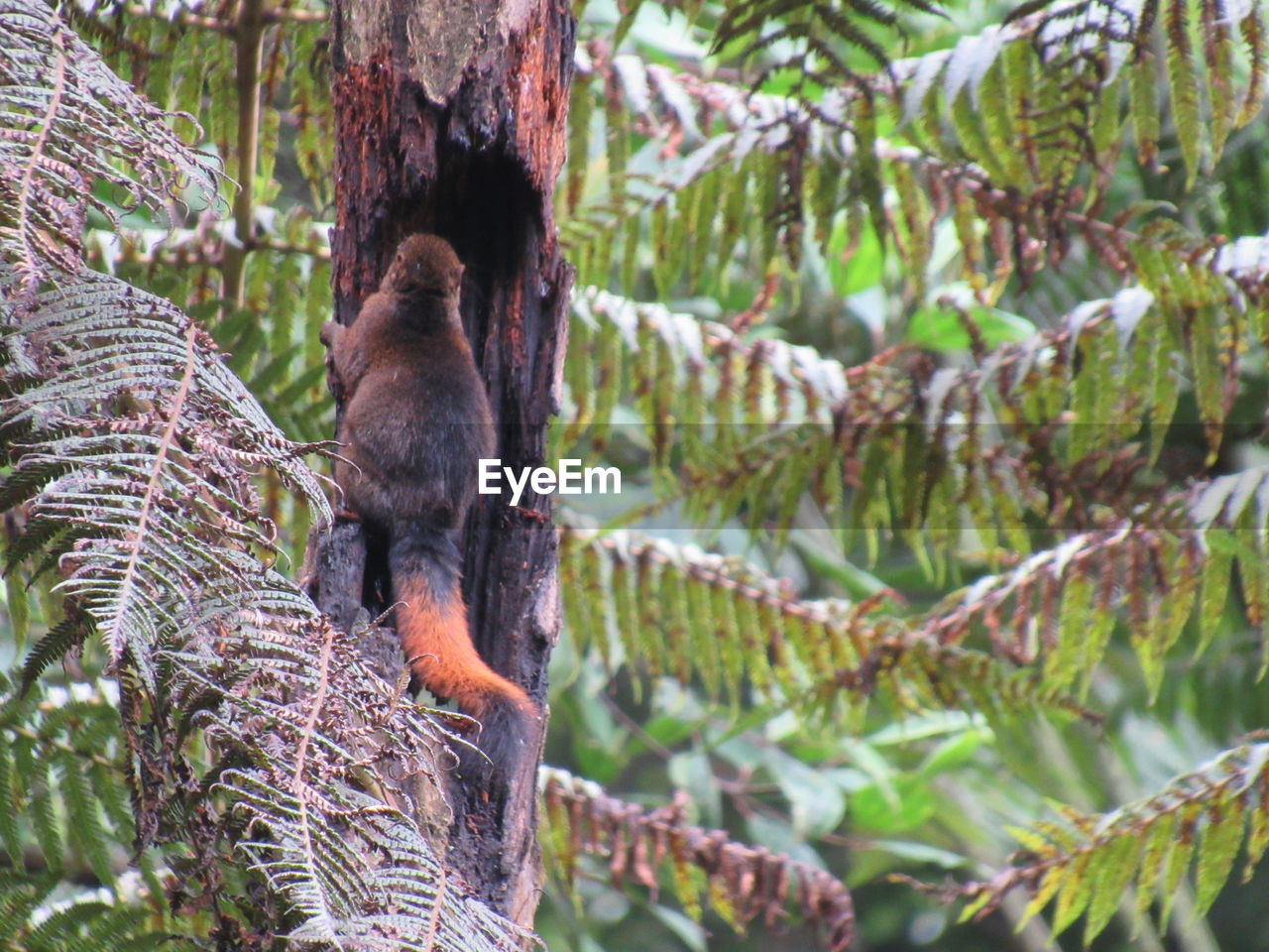 LOW ANGLE VIEW OF MONKEY ON TREE BRANCH