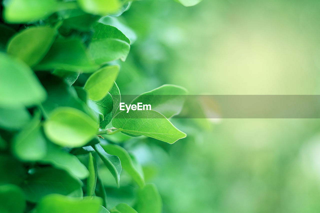 CLOSE-UP OF FRESH GREEN PLANT LEAVES