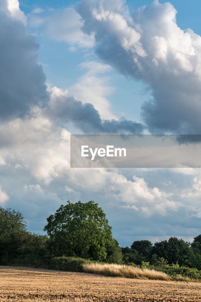 TREES GROWING ON FIELD AGAINST SKY