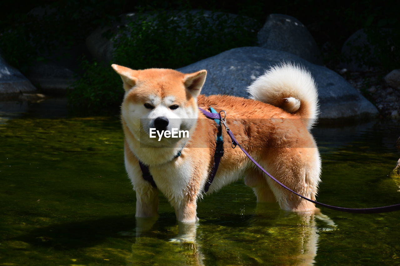 Portrait of dog in lake