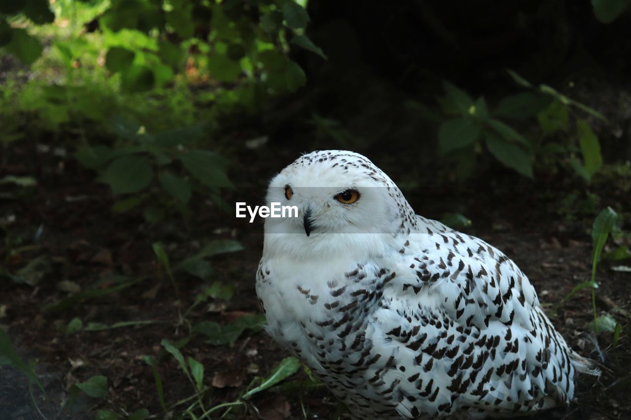 Portrait of owl perching on land