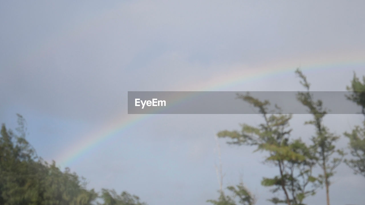 LOW ANGLE VIEW OF RAINBOW OVER TREES AND SKY