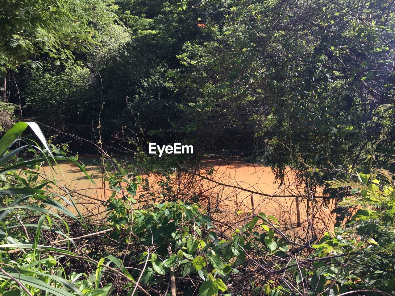 Plants growing in forest