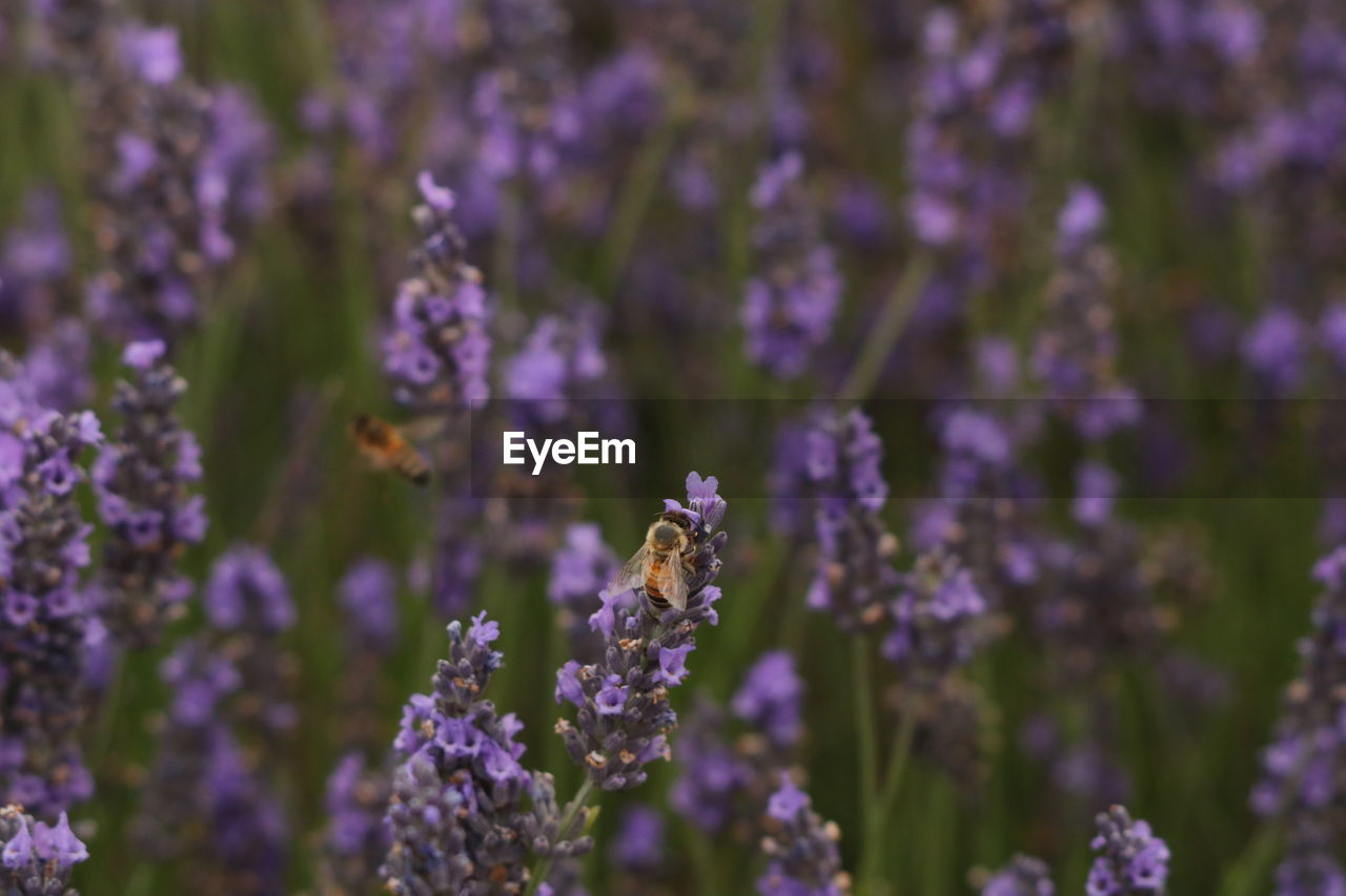 Lavender fields 