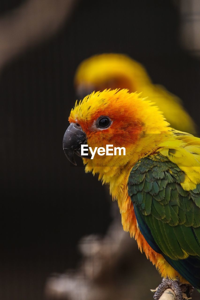 CLOSE-UP OF YELLOW PARROT
