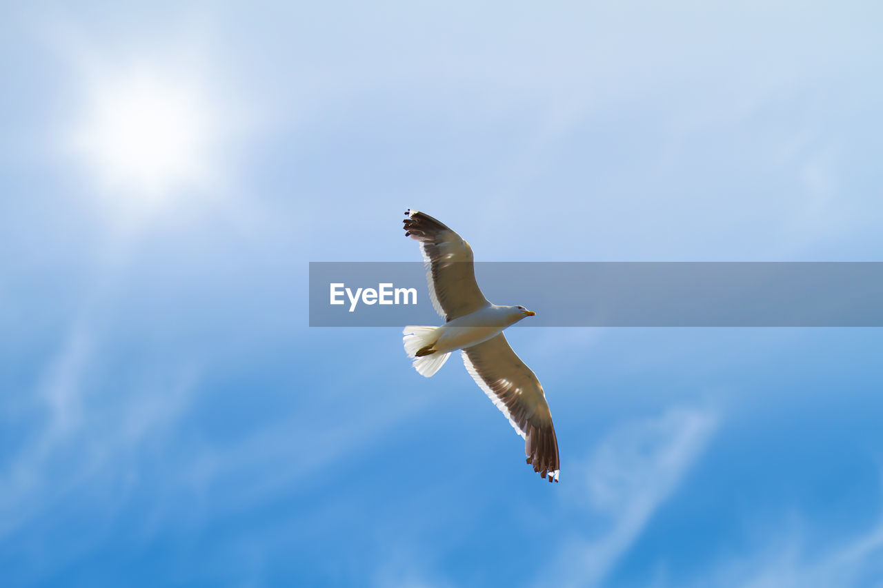 low angle view of bird flying against cloudy sky