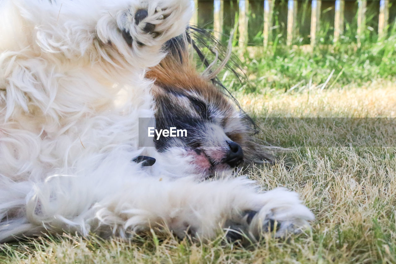 DOG RESTING ON FIELD