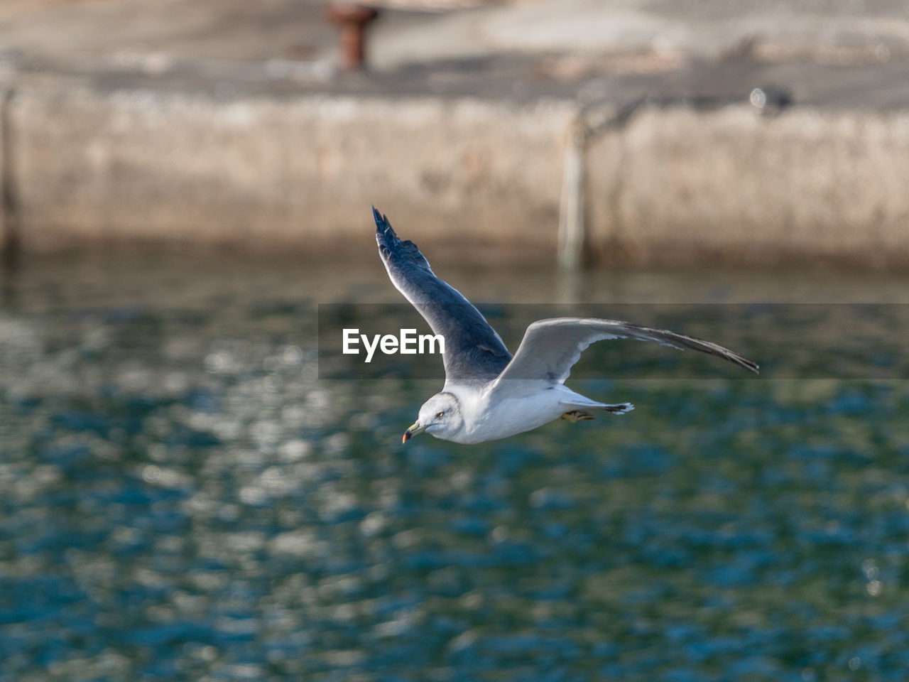 animal themes, animal, animal wildlife, wildlife, bird, flying, one animal, spread wings, water, seabird, nature, animal body part, gull, mid-air, seagull, motion, no people, sea, day, outdoors, focus on foreground, full length, animal wing, wing, beak