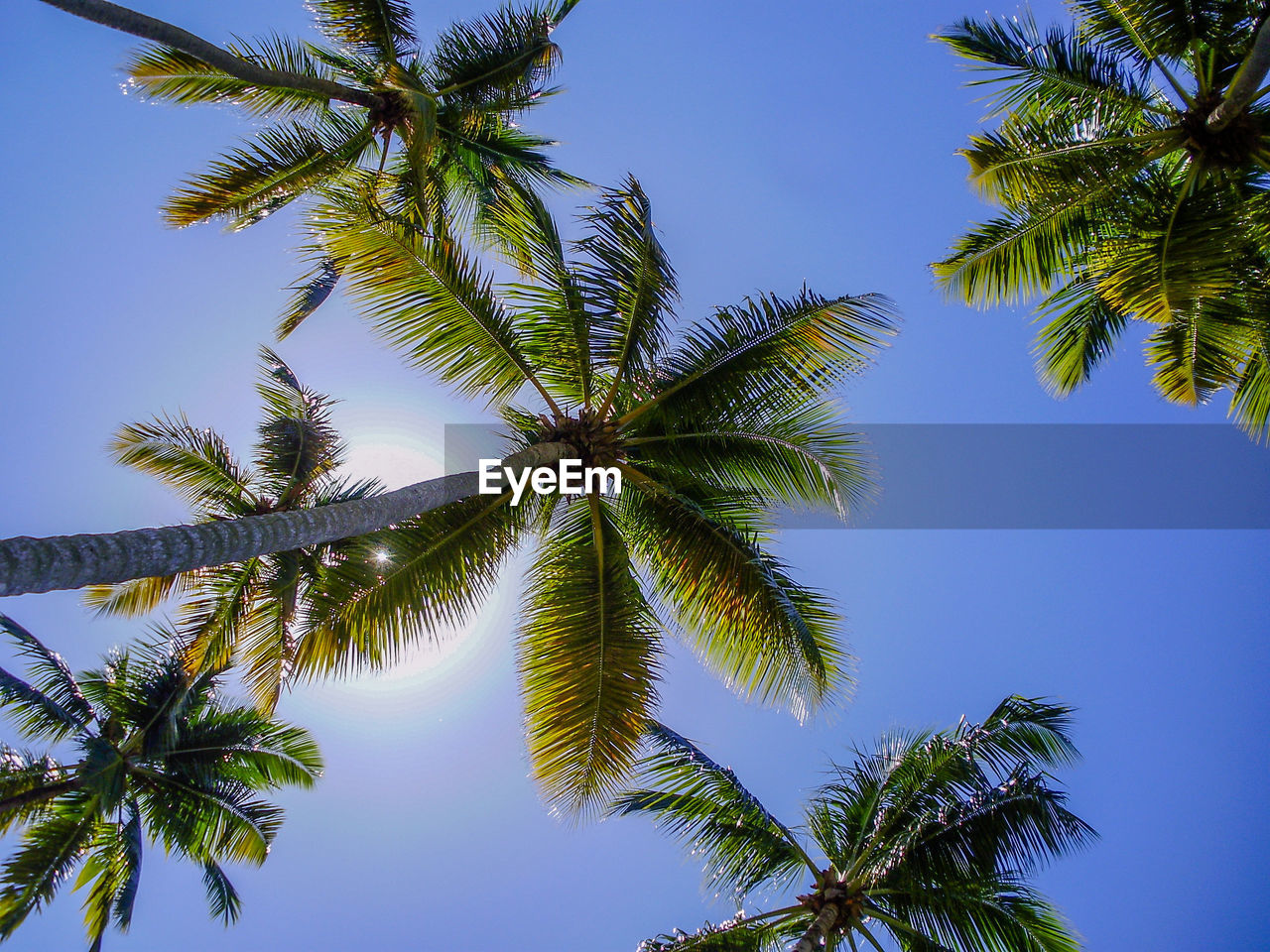 Low angle view of palm trees against blue sky