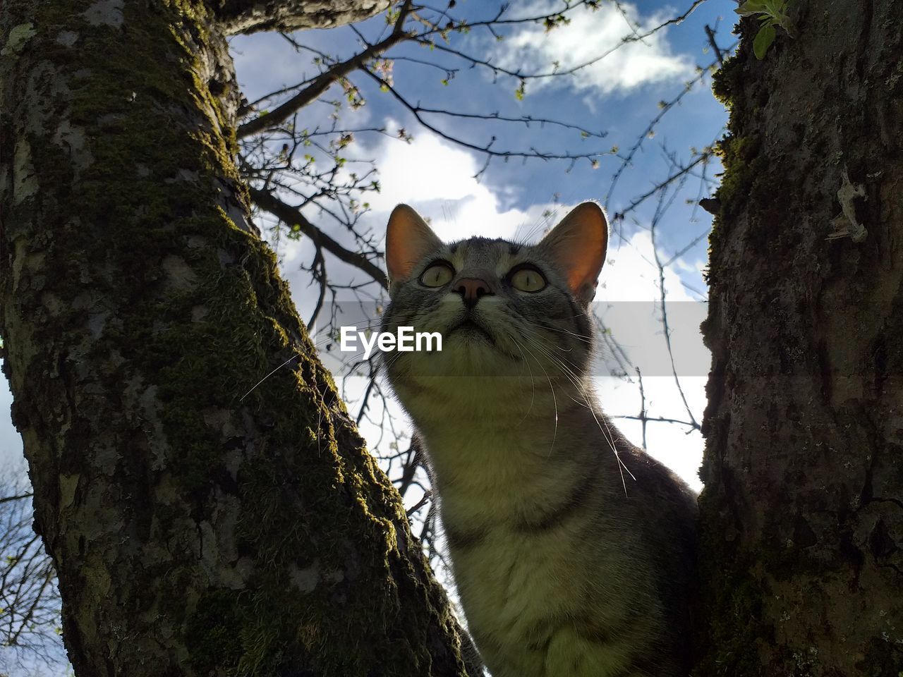 CAT LOOKING AWAY ON TREE TRUNK