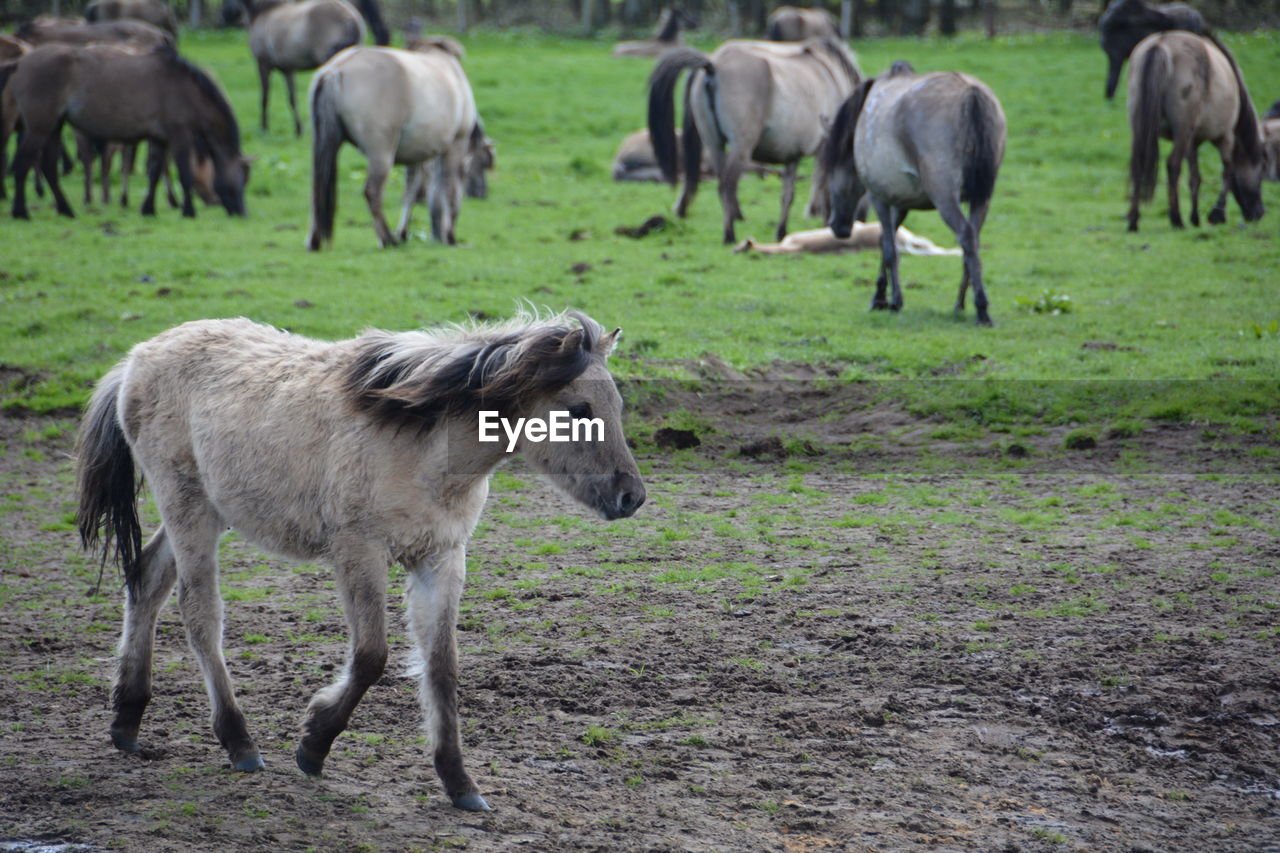 Horses grazing in a field