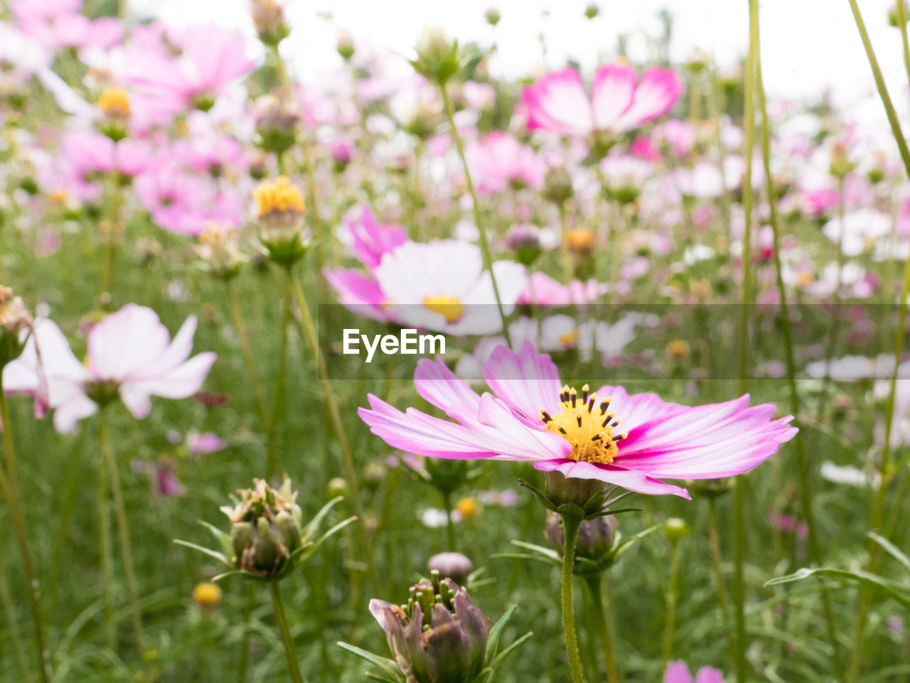 CLOSE-UP OF PURPLE FLOWERING PLANTS ON FIELD