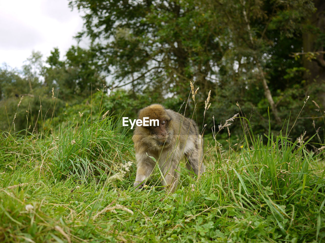 MONKEY SITTING ON GRASS