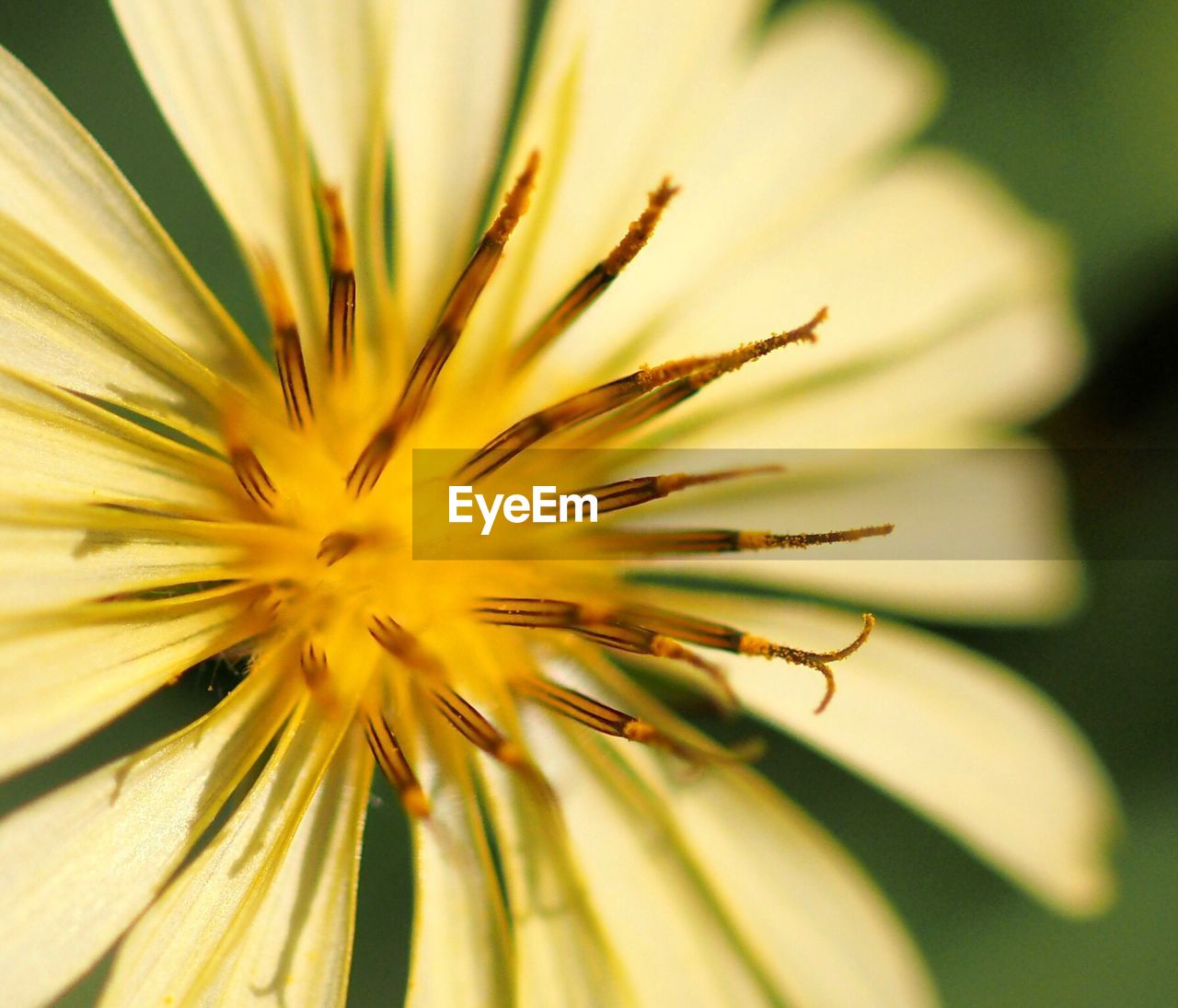 Close-up of flower growing on field