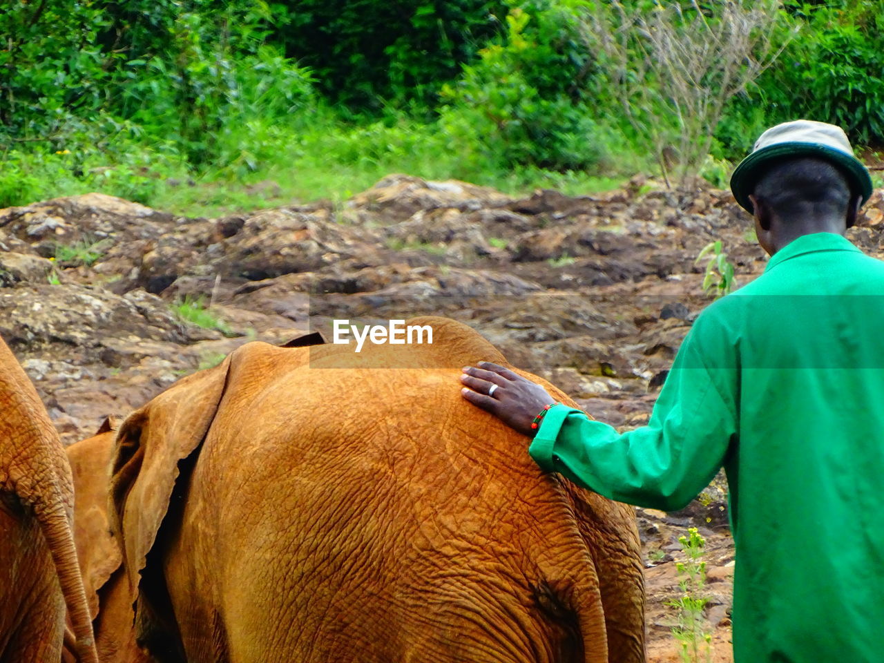 Rear view of man standing with baby elephant by plants