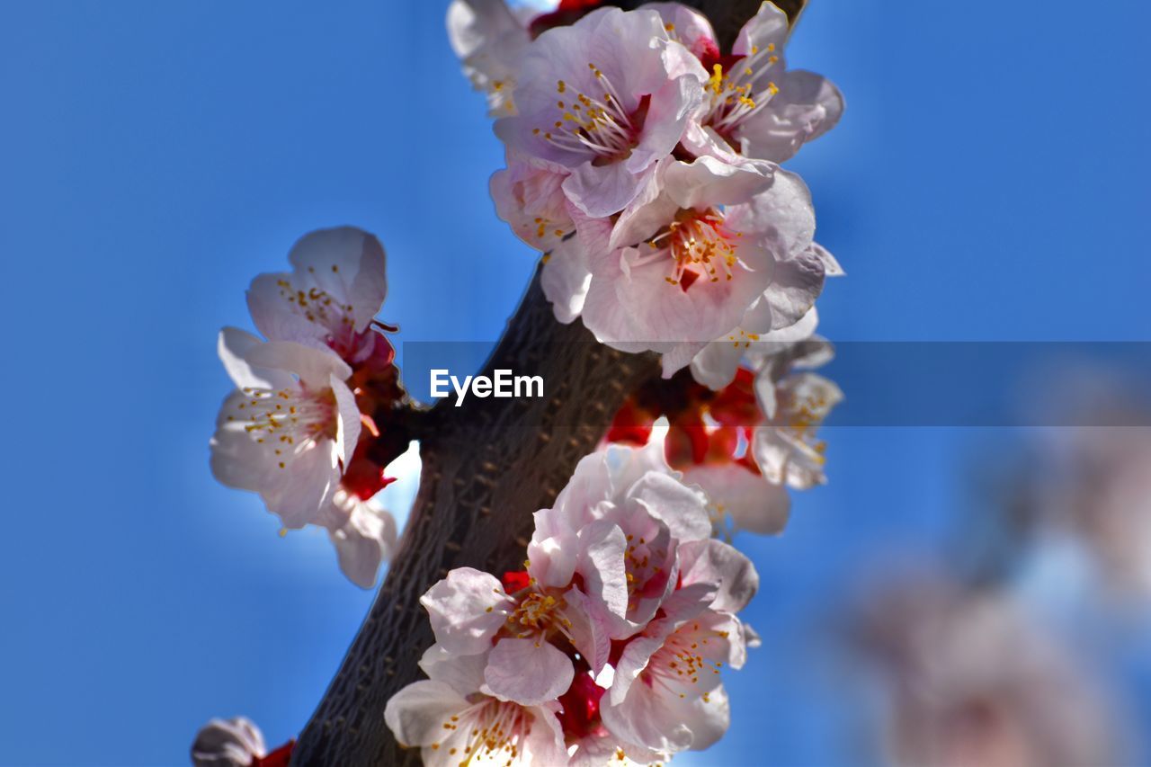flower, flowering plant, plant, spring, freshness, blossom, beauty in nature, nature, fragility, springtime, cherry blossom, sky, blue, growth, tree, close-up, day, clear sky, macro photography, outdoors, food, low angle view, produce, petal, branch, flower head, cherry tree, focus on foreground, no people, inflorescence, sunlight, sunny, white, twig, pink, fruit