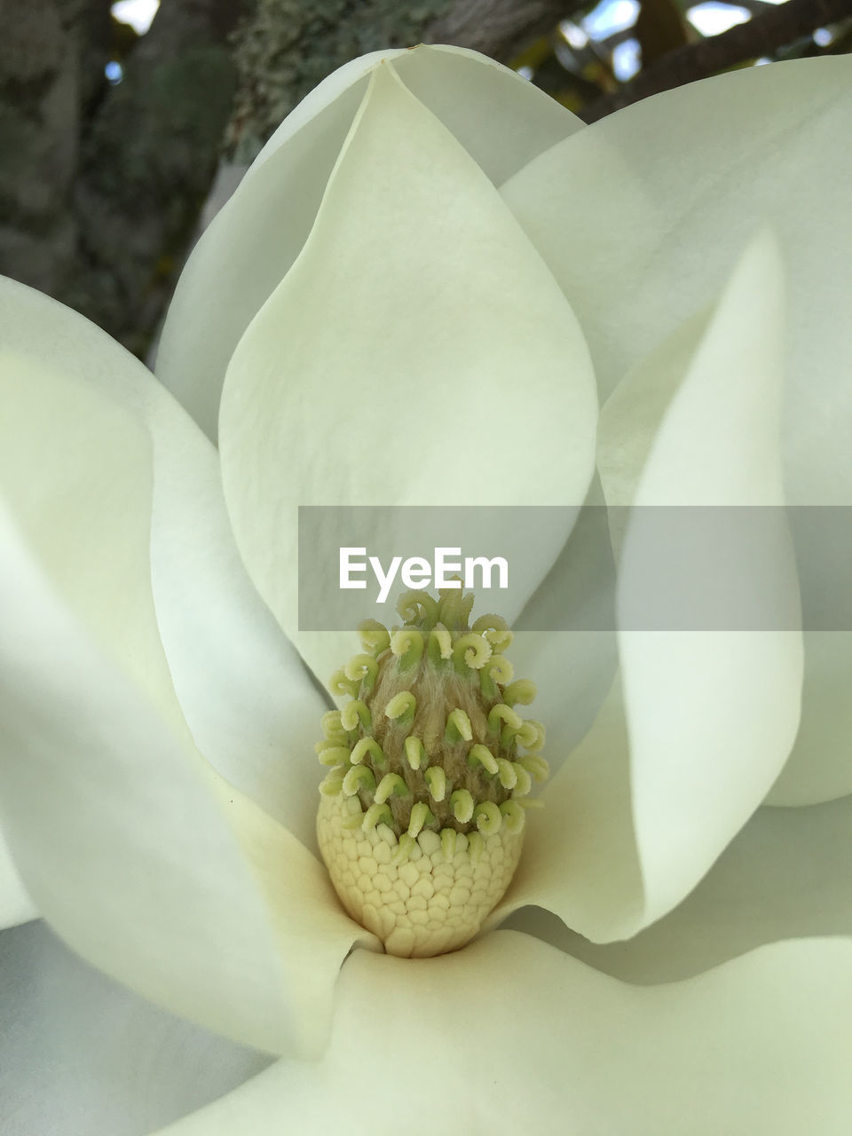 CLOSE-UP OF FLOWER AND PLANT