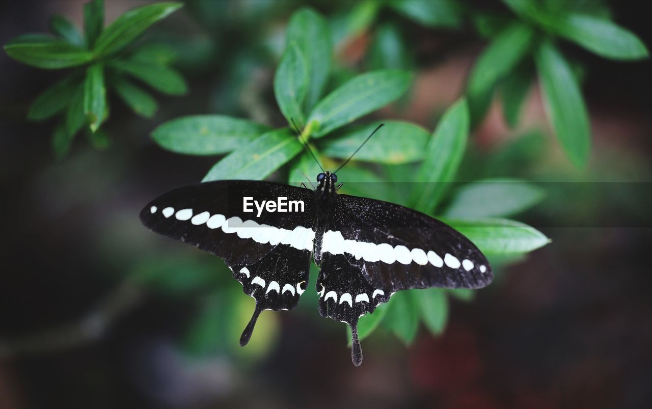 Close-up of butterfly on leaf