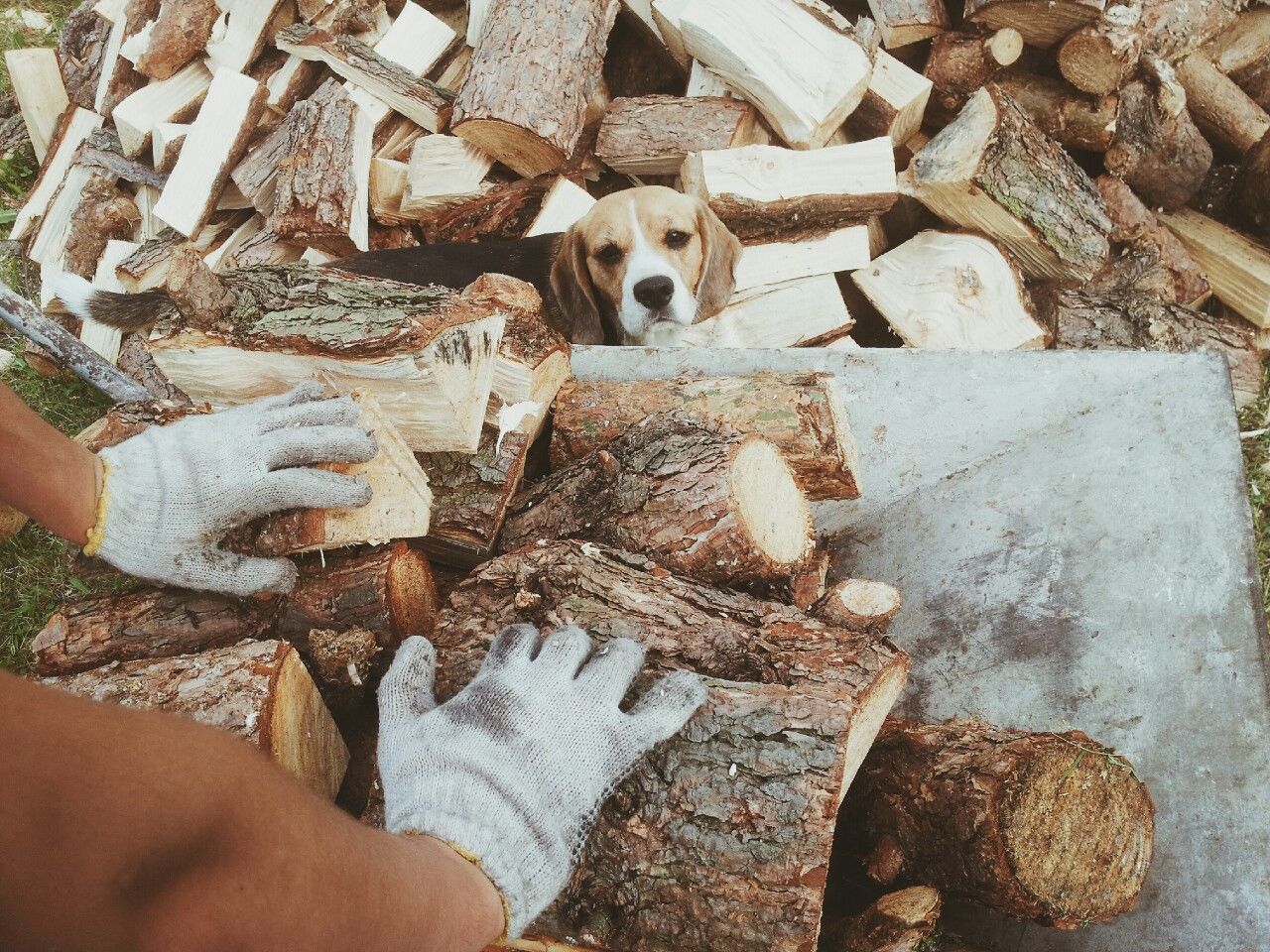 Close-up of gloved hands at cut wood