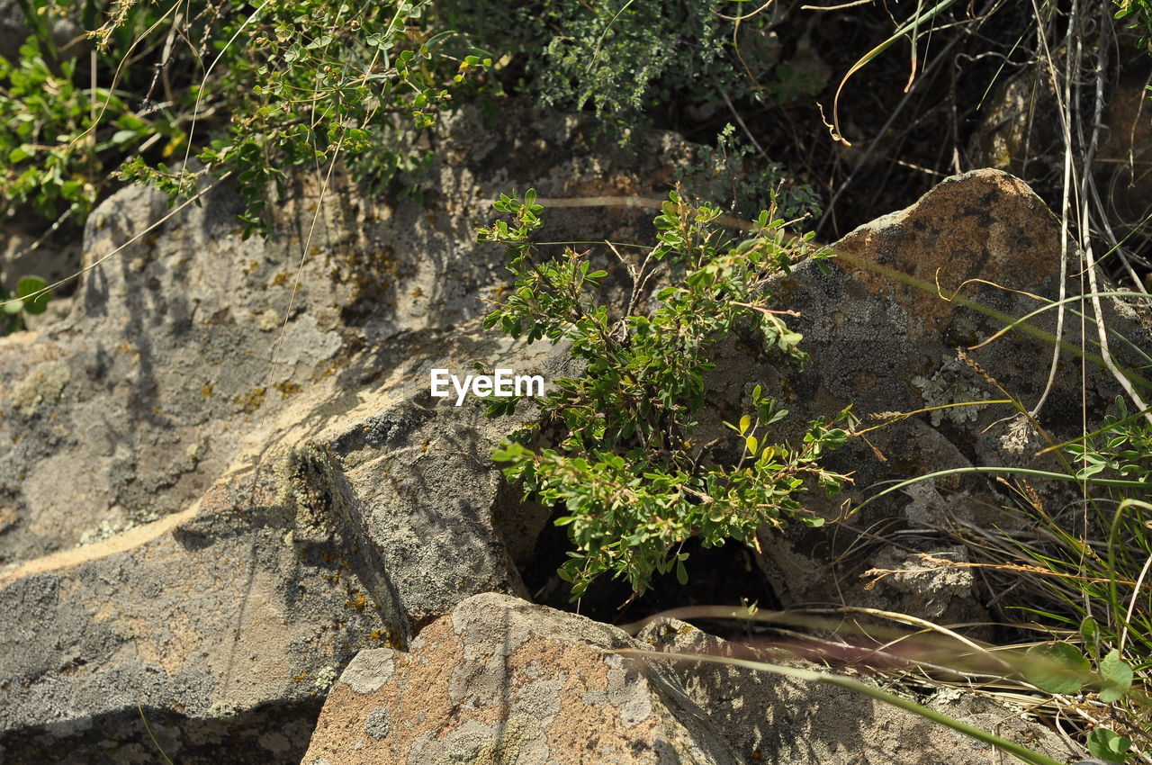 CLOSE-UP OF ROCKS ON LAND