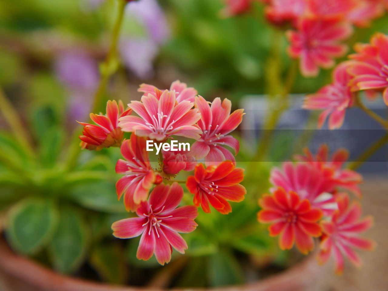 Close-up of red flowers blooming outdoors