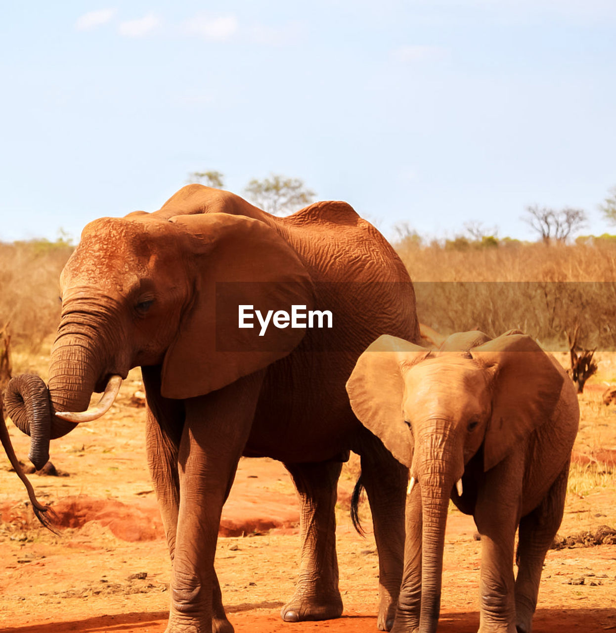 View of elephant standing on land against sky