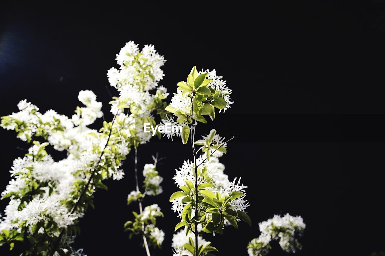 WHITE FLOWERS GROWING ON PLANT