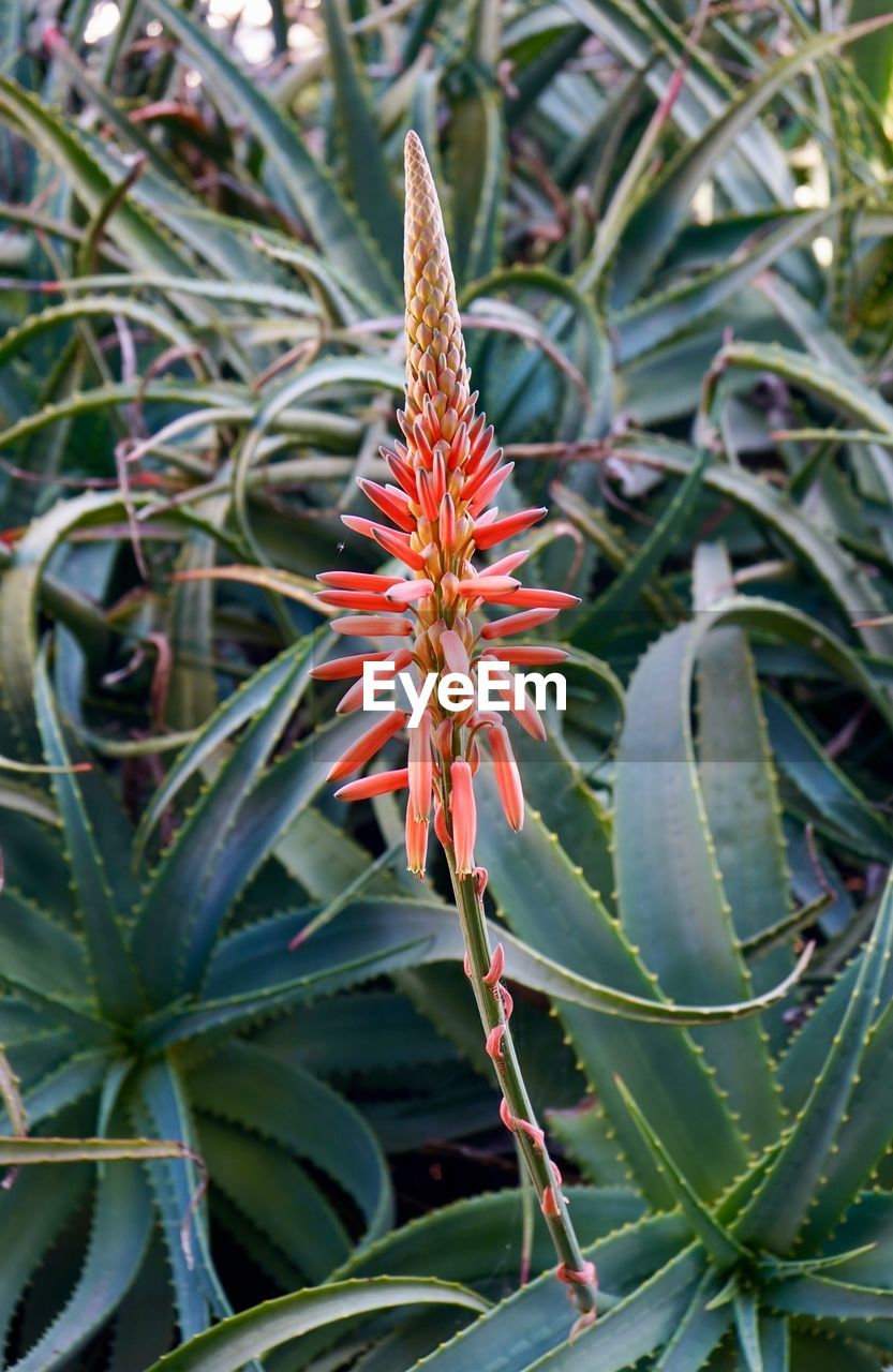 Close-up of red flowering plant
