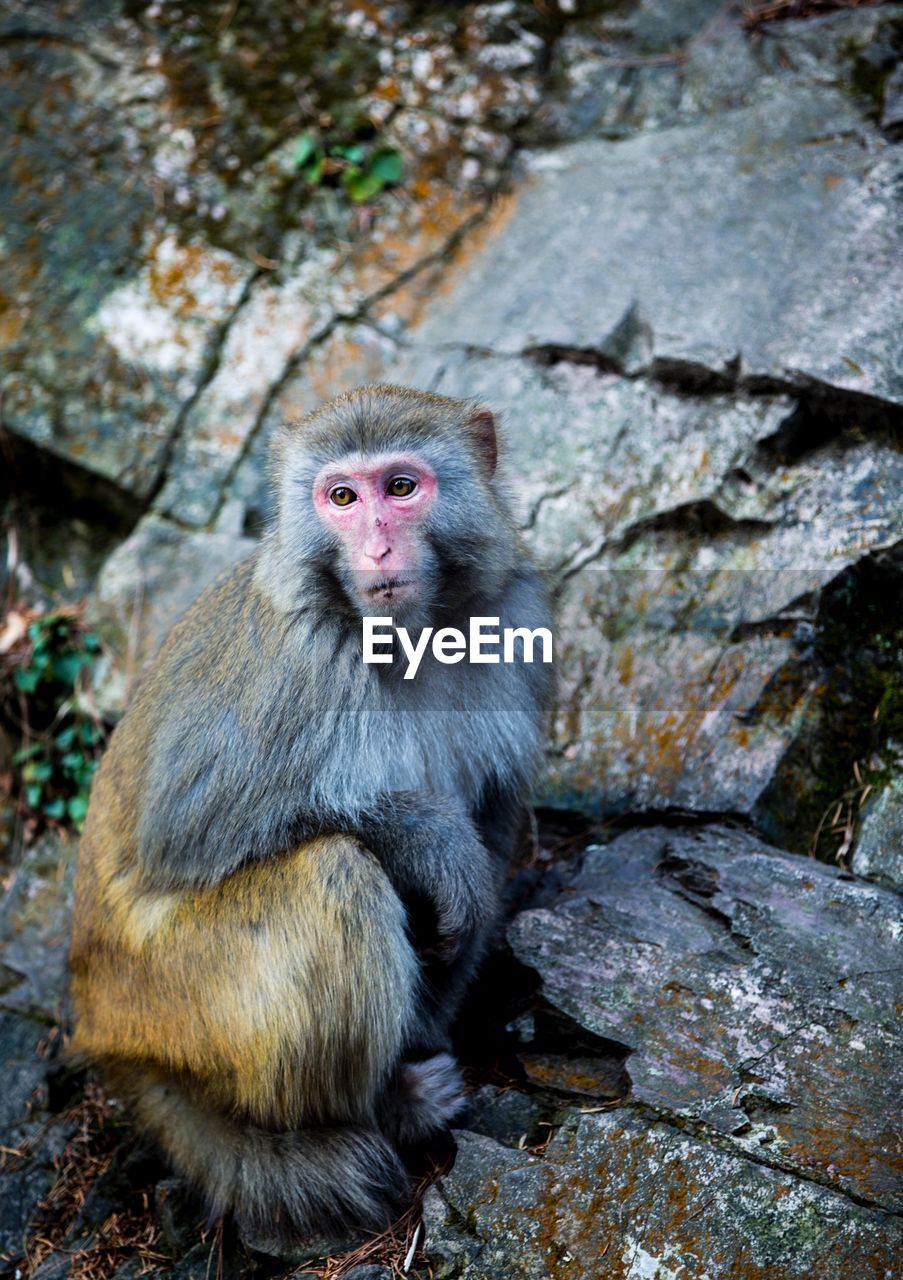 Portrait of monkey sitting on rock