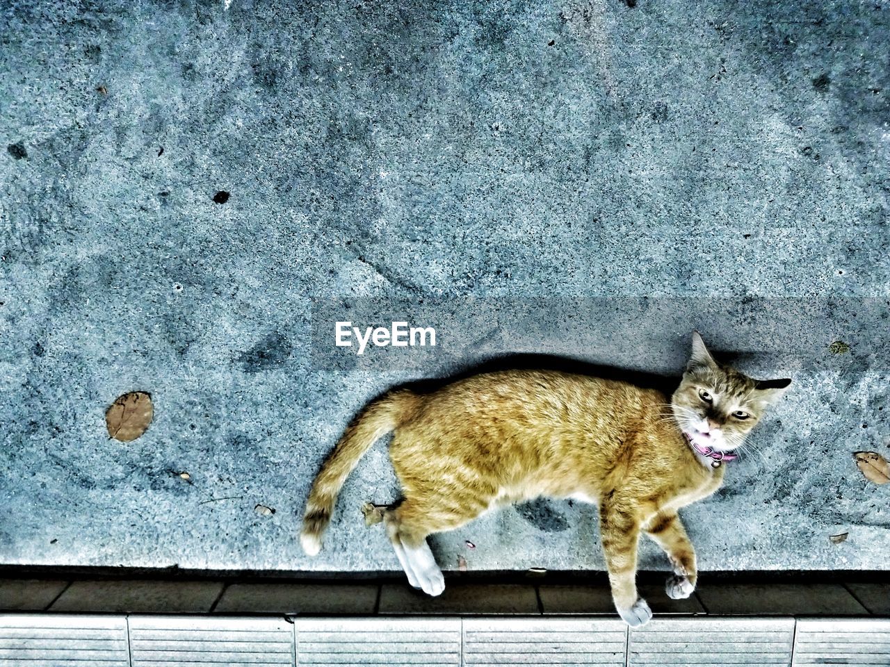 HIGH ANGLE VIEW OF A CAT LOOKING AWAY