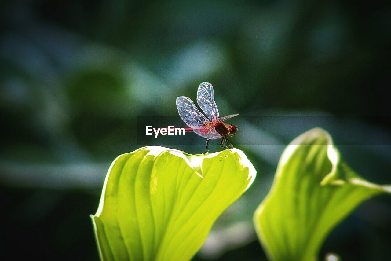 CLOSE-UP OF BUTTERFLY ON FLOWERS