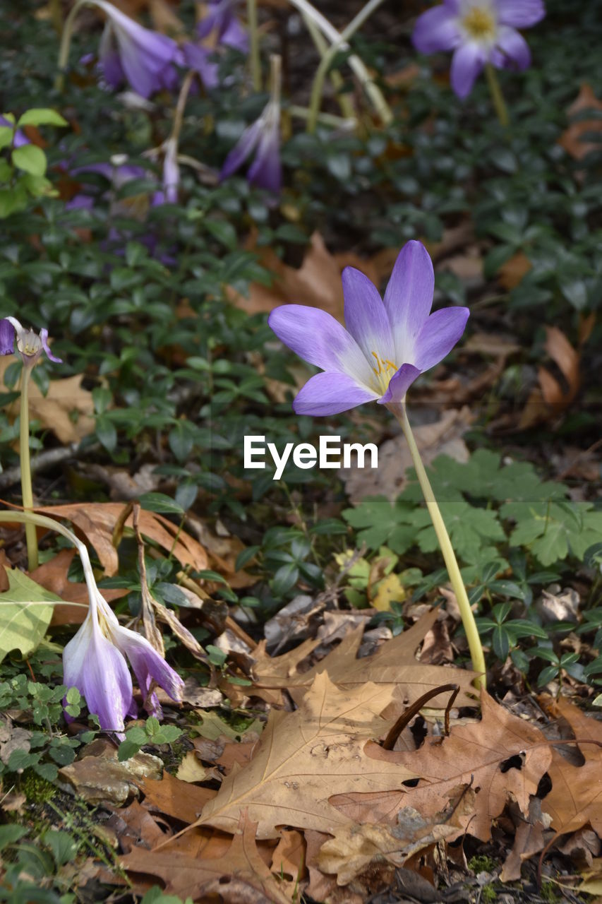 PURPLE FLOWER BLOOMING IN FIELD