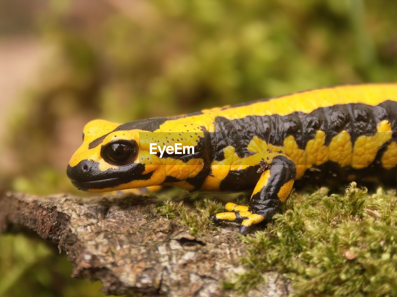 Detailed closeup on a bright high yellow european fire salamander, salamandra terrestris