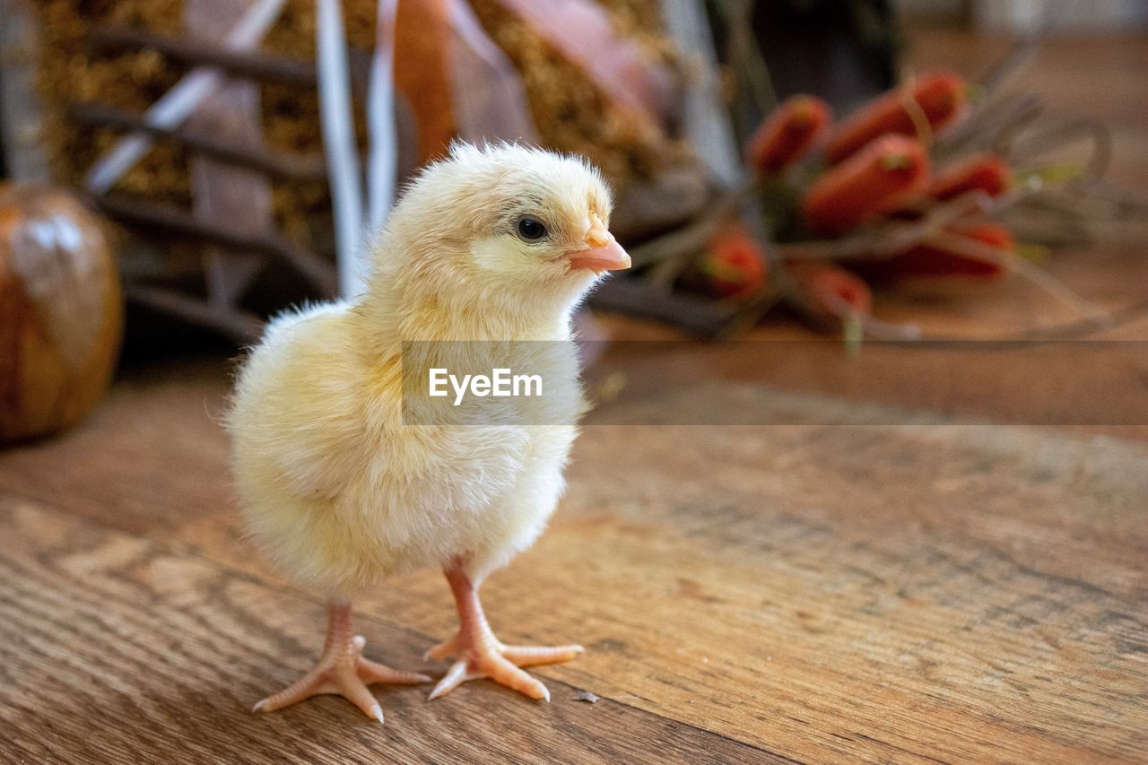 CLOSE-UP OF A BIRD ON A WOOD