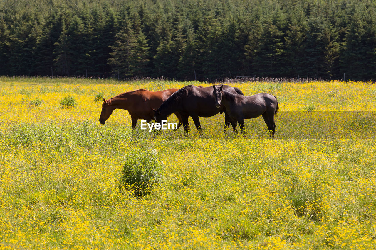 Three horses in blooming yellow rapeseed field