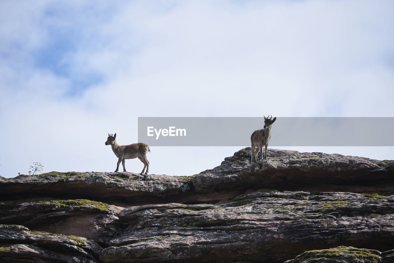 Low angle of iberian wild goats or spanish ibex standing on rocky slope with green moss in mountains in summer day