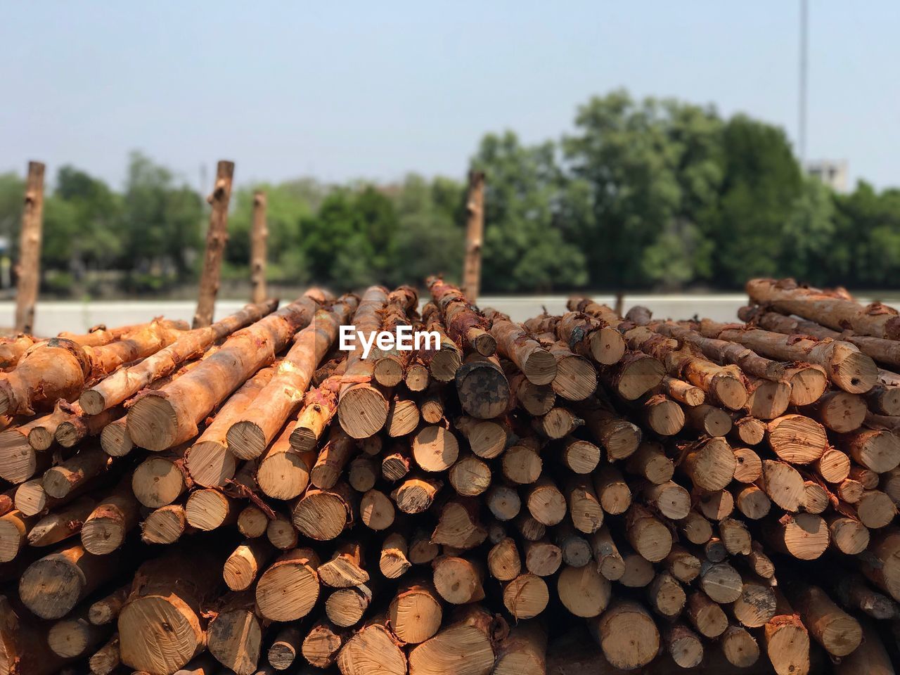 CLOSE-UP OF LOGS ON TREE TRUNK