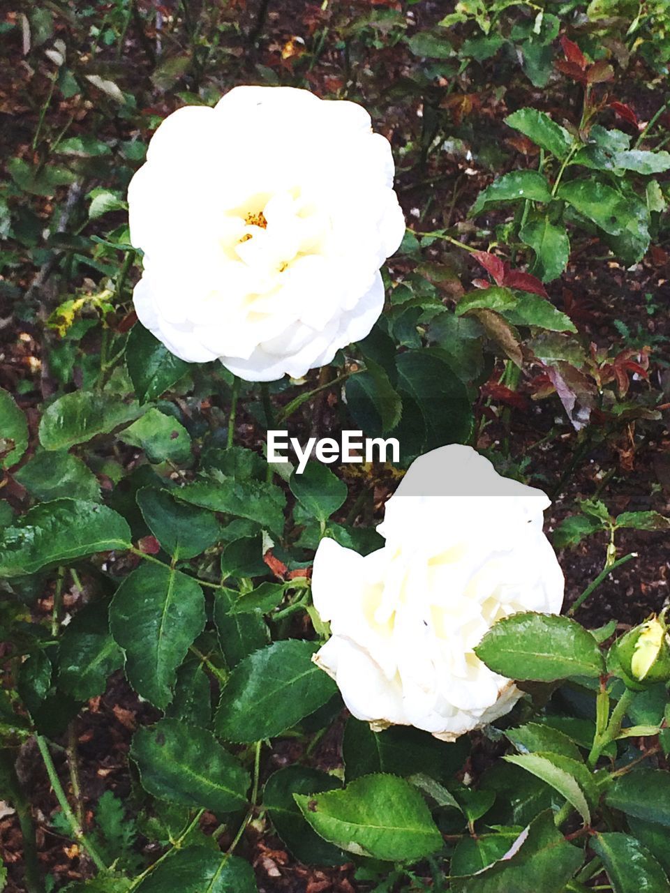 CLOSE-UP OF WHITE FLOWERS BLOOMING