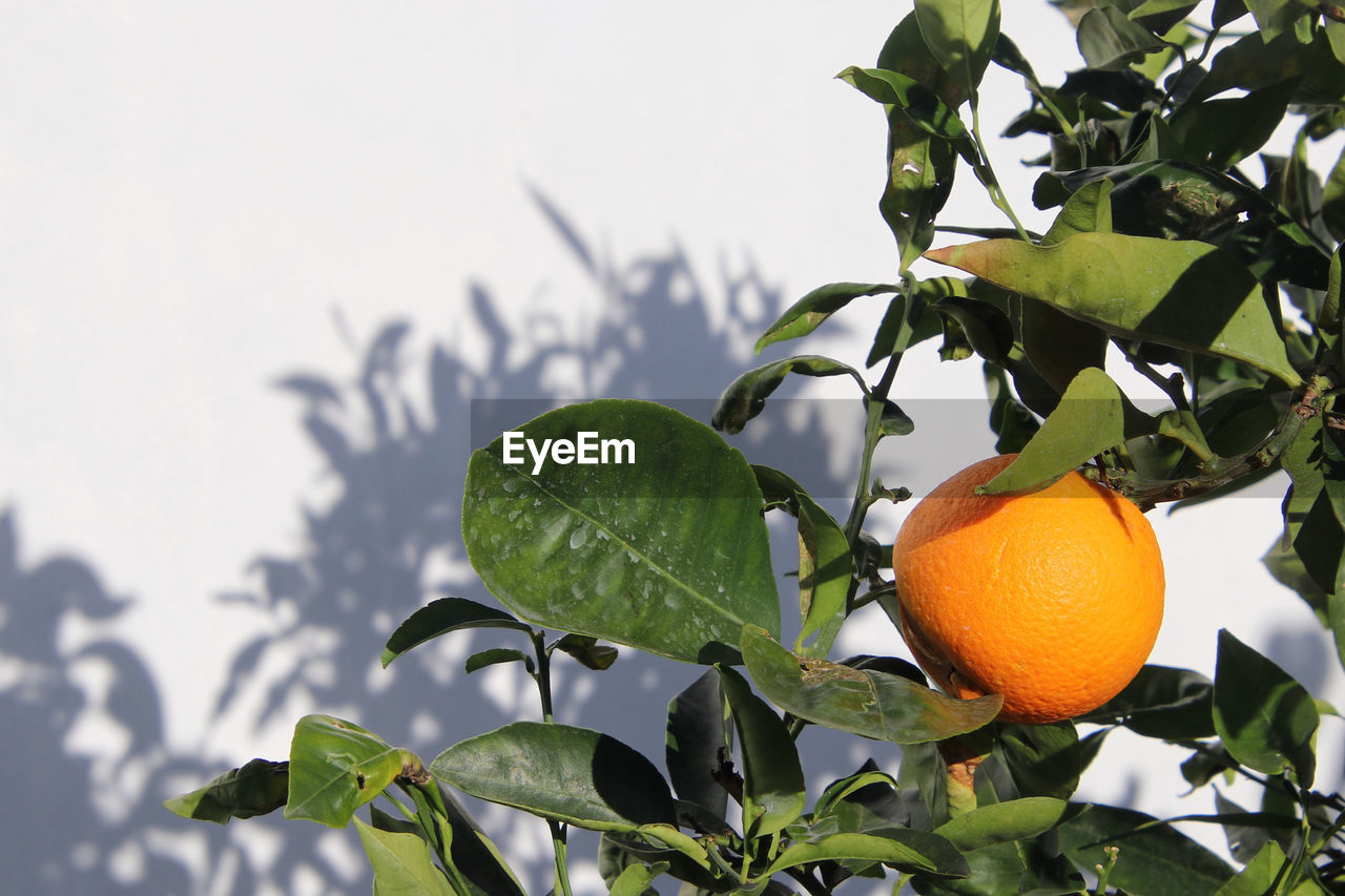 Low angle view of oranges on tree