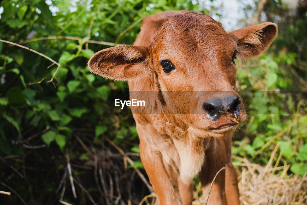 Close-up of a calf on field