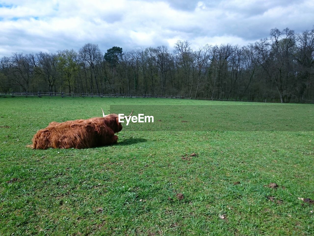 Highland cattle resting on grassy field against sky