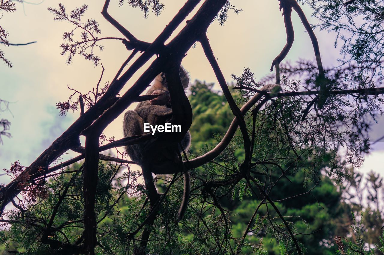 LOW ANGLE VIEW OF BIRD PERCHING ON BRANCH AGAINST SKY