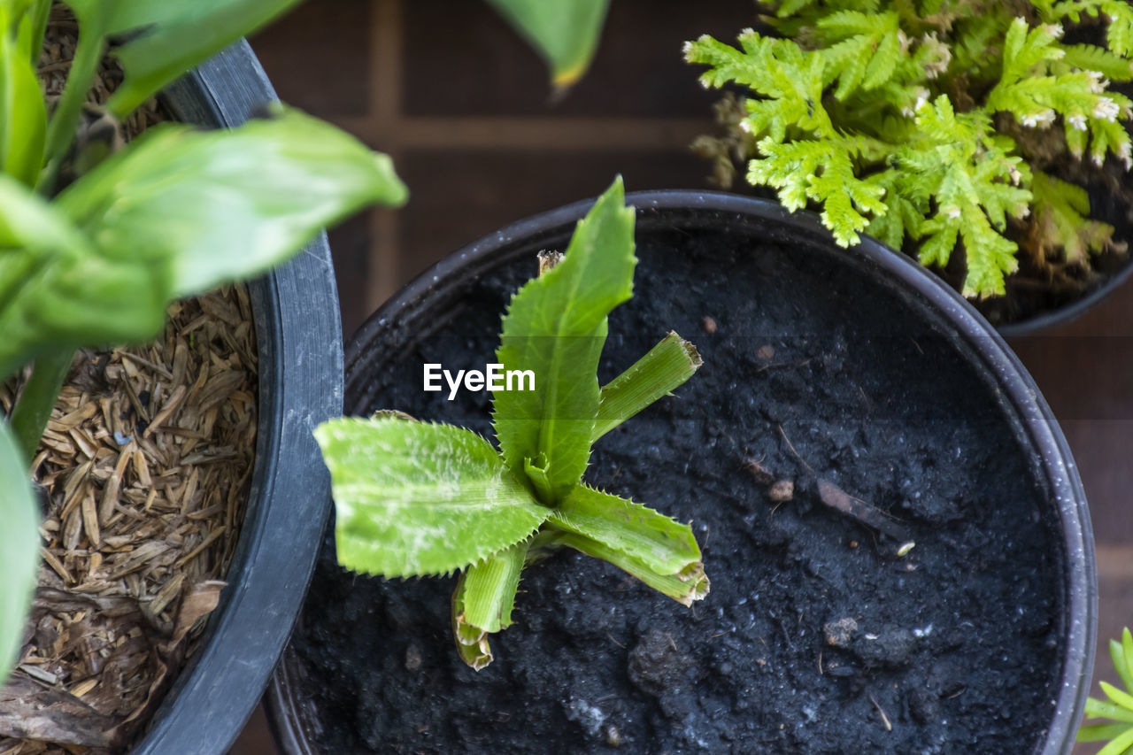 HIGH ANGLE VIEW OF POTTED PLANT LEAVES