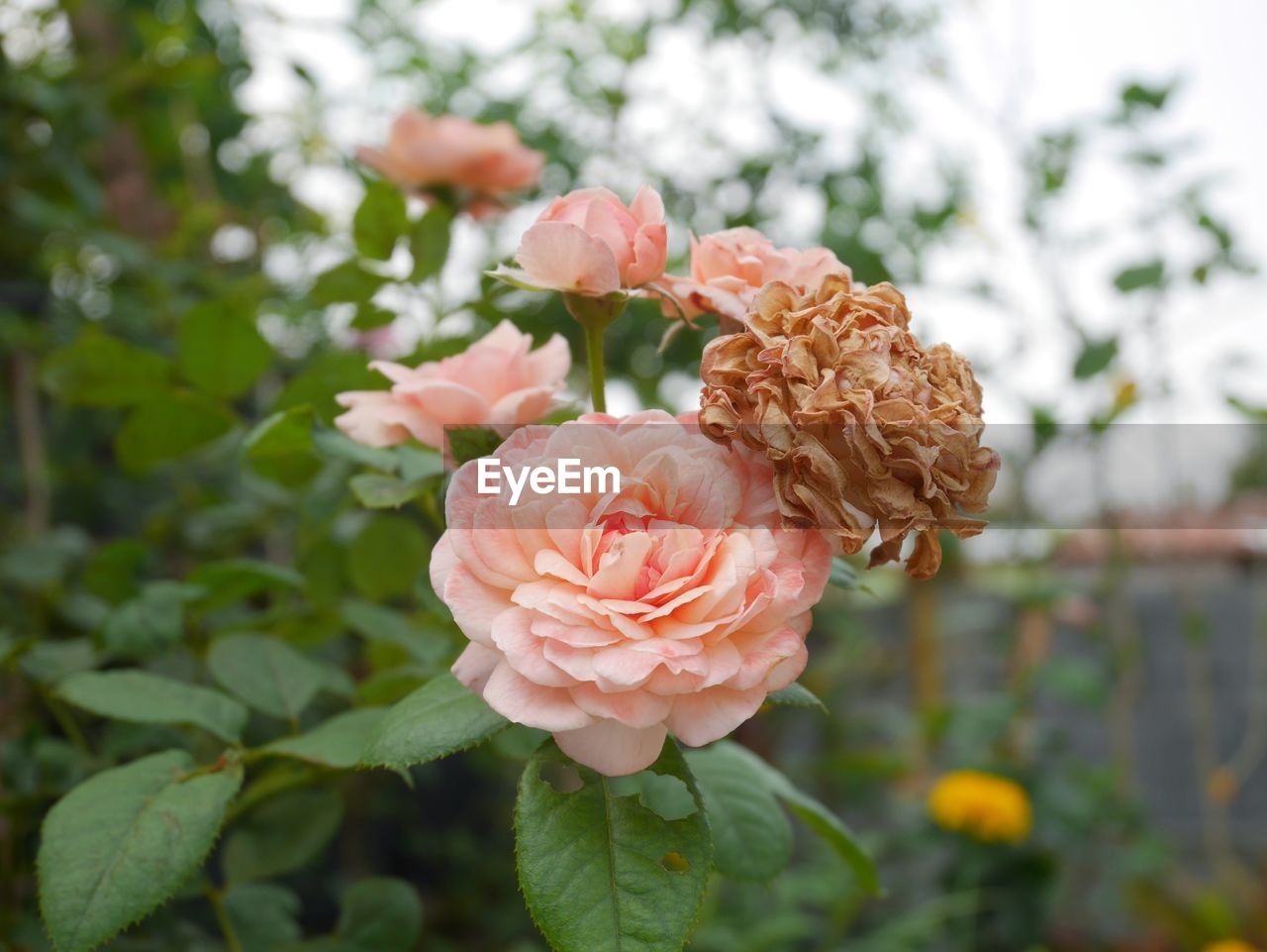 CLOSE-UP OF PINK ROSE WITH RED ROSES