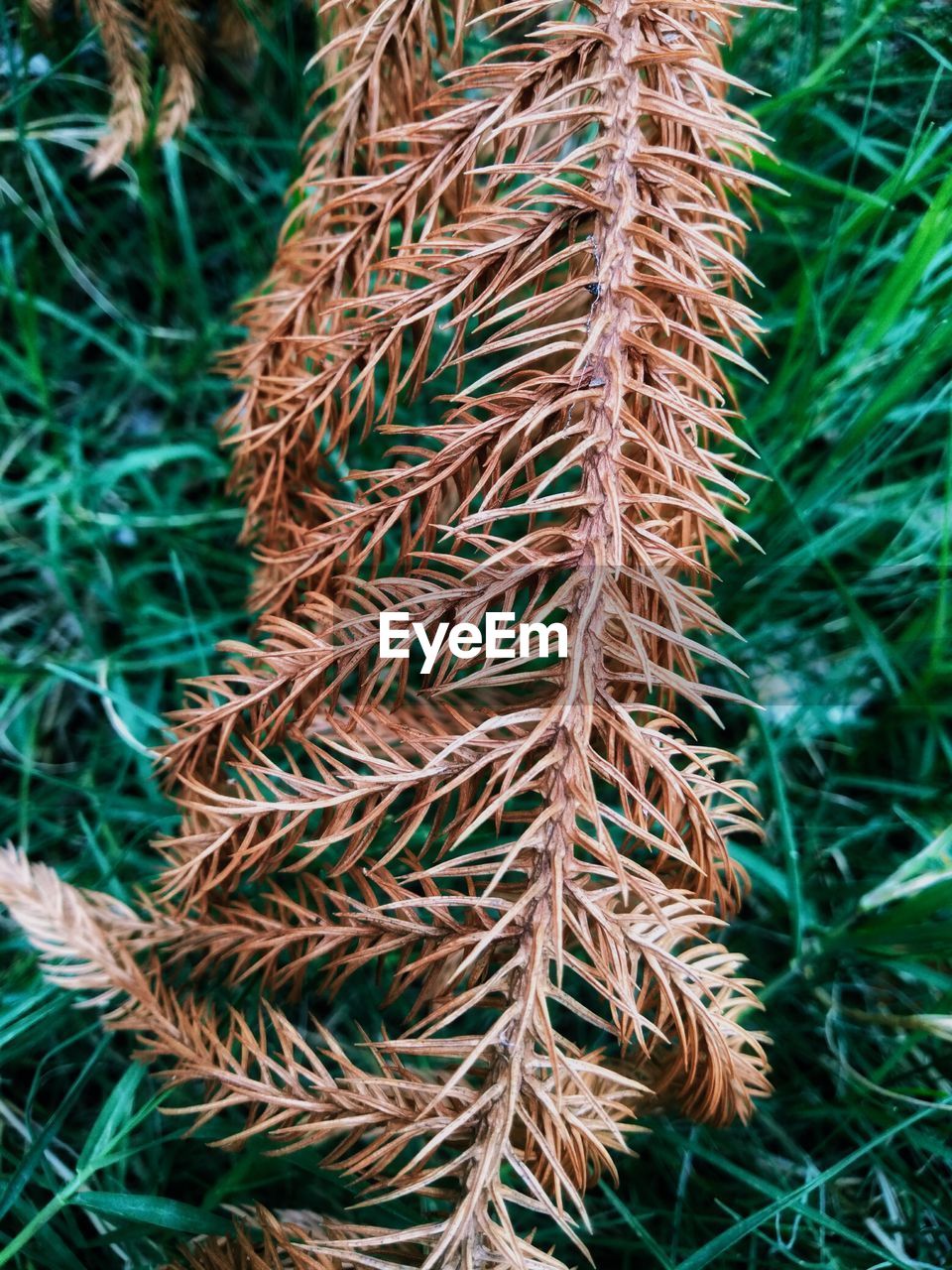 High angle view of dried plant on field